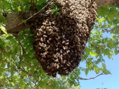 Western Maryland Apiaries - Frederick Backyard Beekeepers Association