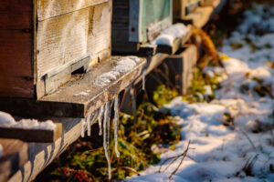 Bee hives with icicles on the landing board, with snow on the ground in the winter