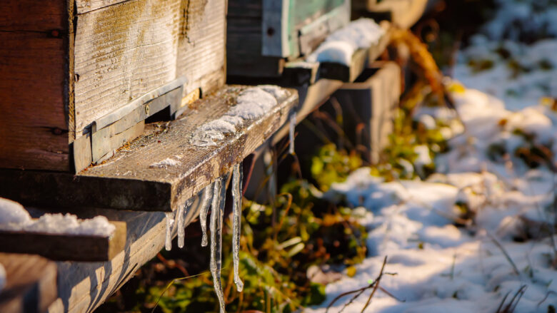 Bee hives with icicles on the landing board, with snow on the ground in the winter